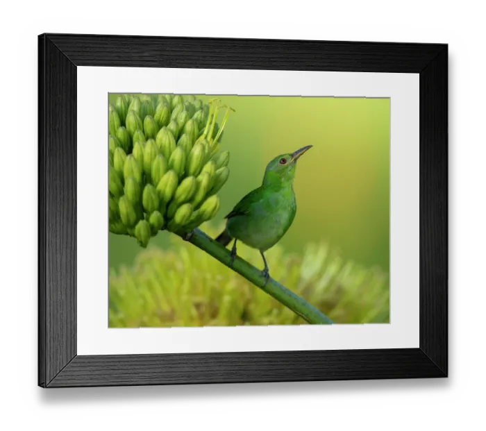 Framed Print : Green honeycreeper (Chlorophanes spiza) female, perched on the flower stalk of an Agave plant, Gamboa, Colon Province, Panama