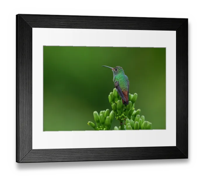 Framed Print : Rufous-tailed hummingbird (Amazilia tzacatl) perched on the flower buds of an Agave plant, Gamboa, Colon Province, Panama Framed Print : Rufous-tailed hummingbird (Amazilia tzacatl) perched on the flower buds of an Agave plant, Gamboa, Colon Province, Panama