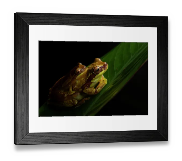 Framed Print : Yellow hourglass treefrogs (Dendropsophus ebraccatus) pair in amplexus, Gamboa, Colon Province, Panama Framed Print : Yellow hourglass treefrogs (Dendropsophus ebraccatus) pair in amplexus, Gamboa, Colon Province, Panama