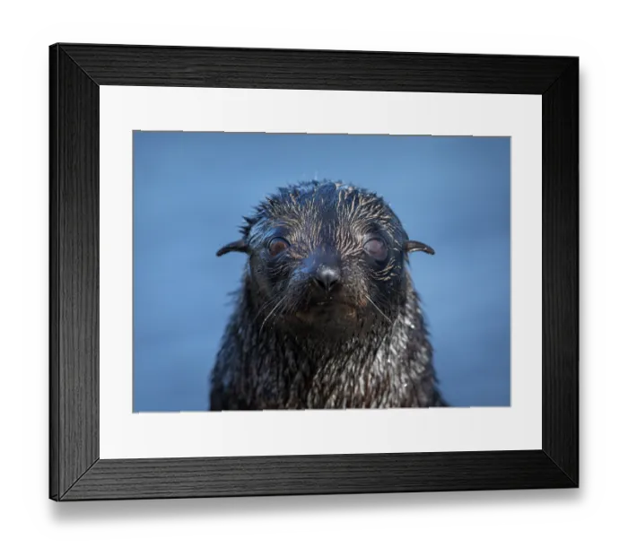 Framed Print : New Zealand fur seal (Arctocephalus forsteri) pup, portrait, Rangatira Island, Chatham Islands, New Zealand Framed Print : New Zealand fur seal (Arctocephalus forsteri) pup, portrait, Rangatira Island, Chatham Islands, New Zealand