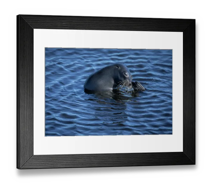 Framed Print : New Zealand fur seal (Arctocephalus forsteri) scratching itself in rock pool, Rangatira Island, Chatham Islands, New Zealand Framed Print : New Zealand fur seal (Arctocephalus forsteri) scratching itself in rock pool, Rangatira Island, Chatham Islands, New Zealand