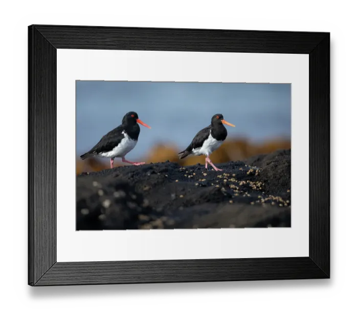 Framed Print : Chatham oystercatchers (Haematopus chathamensis) pair, standing on rocky shoreline, Rangatira Island, Chatham Islands, New Zealand. Endangered Framed Print : Chatham oystercatchers (Haematopus chathamensis) pair, standing on rocky shoreline, Rangatira Island, Chatham Islands, New Zealand. Endangered