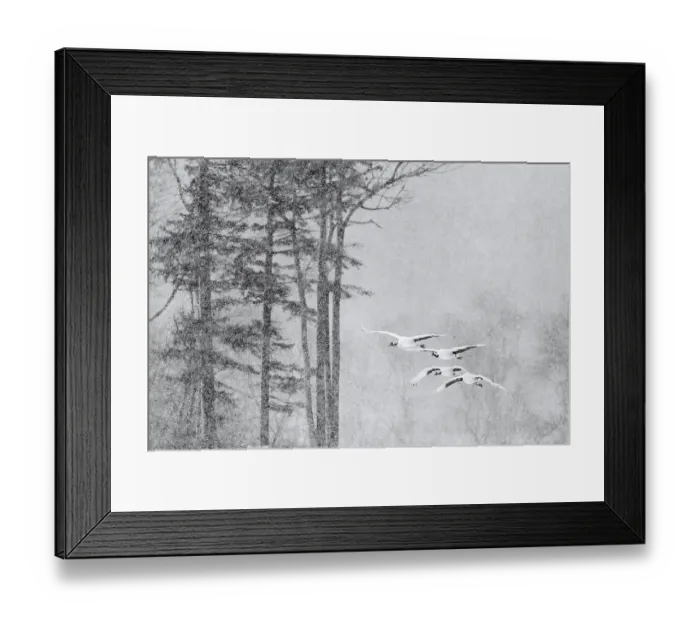 Framed Print : Four Red-crowned cranes (Grus japonicus) in flight in falling snow, Hokkaido, Japan. February