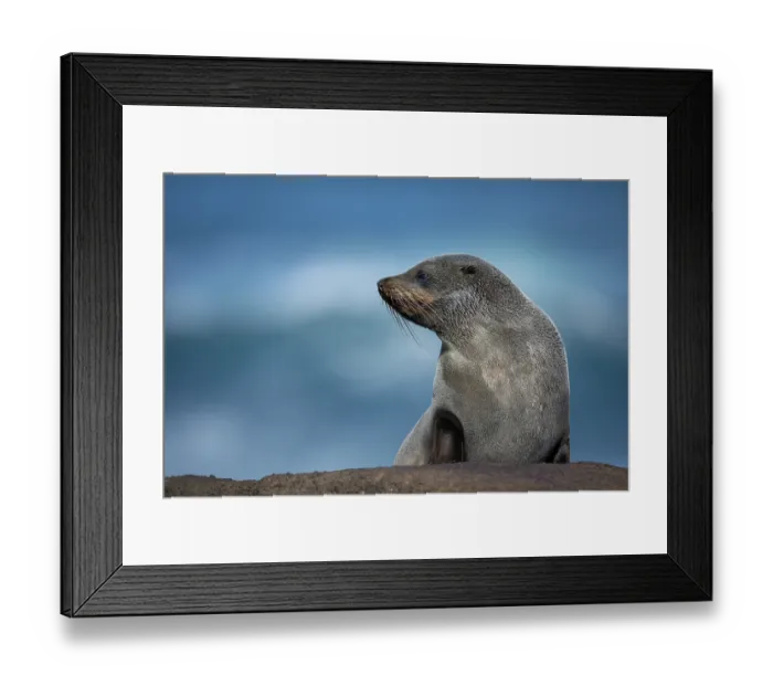 Framed Print : New Zealand fur seal (Arctocephalus forsteri) resting on the shore, Rangatira Island, Chatham Islands, New Zealand Framed Print : New Zealand fur seal (Arctocephalus forsteri) resting on the shore, Rangatira Island, Chatham Islands, New Zealand