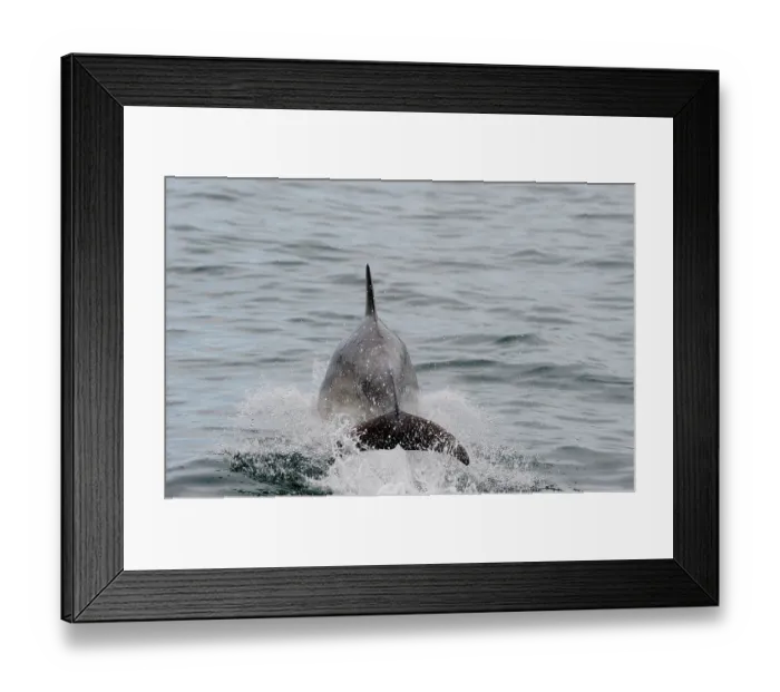 Framed Print : Tail of Bottlenose Dolphin (Tursiops truncatus) out of water as it breaches, Wales, Cardigan Bay, May Framed Print : Tail of Bottlenose Dolphin (Tursiops truncatus) out of water as it breaches, Wales, Cardigan Bay, May