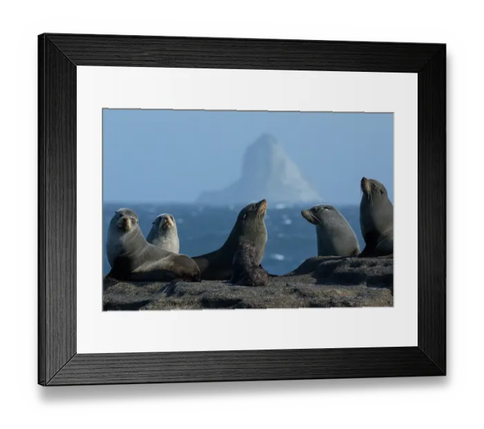 Framed Print : Group of New Zealand fur seals (Arctocephalus forsteri) with a pup, resting at colony with The Pyramid island in background, Rangatira Island, Chatham Islands, New Zealand Framed Print : Group of New Zealand fur seals (Arctocephalus forsteri) with a pup, resting at colony with The Pyramid island in background, Rangatira Island, Chatham Islands, New Zealand