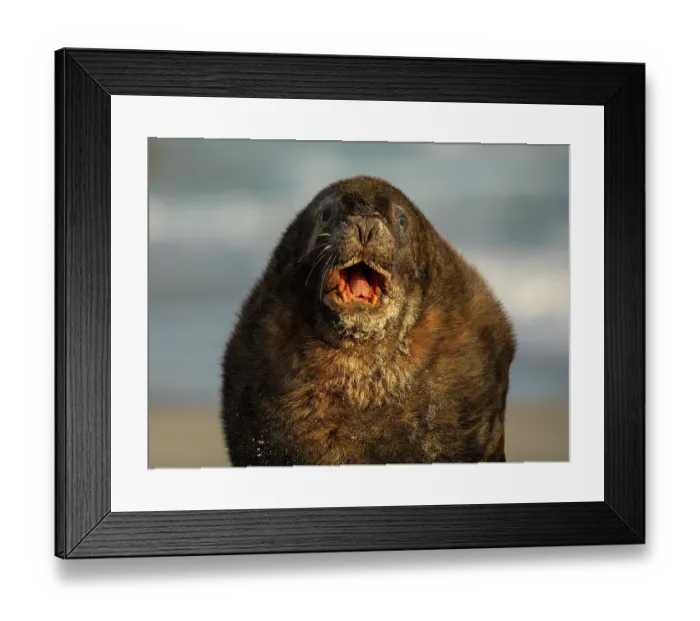 Framed Print : New Zealand sea lion (Phocarctos hookeri) male, with mouth open wide, dominance display, on beach, Sandfly Bay, Dunedin, South Island, New Zealand. Endangered Framed Print : New Zealand sea lion (Phocarctos hookeri) male, with mouth open wide, dominance display, on beach, Sandfly Bay, Dunedin, South Island, New Zealand. Endangered