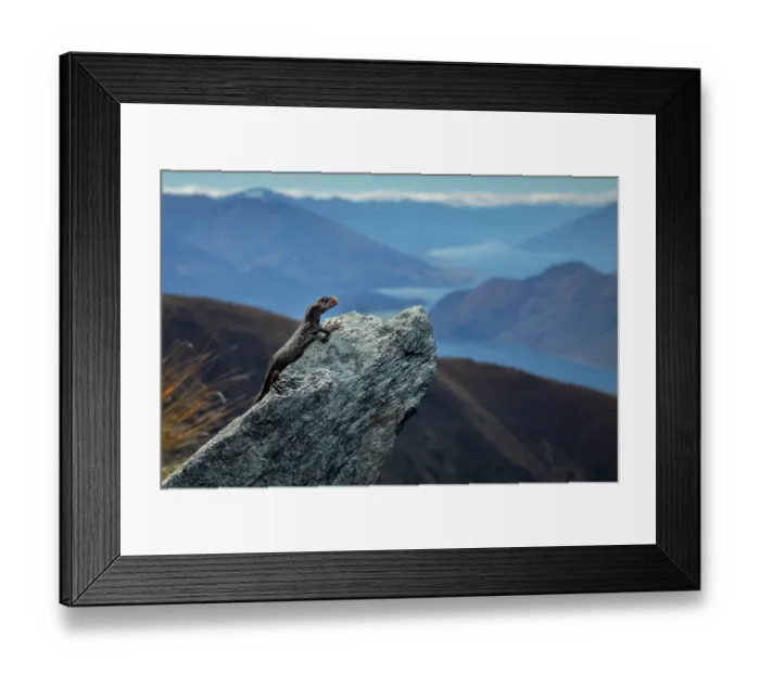 Framed Print : Orange-spotted gecko (Mokopirirakau 'Roys Peak') resting on a rock with tongue out, photographed while found and handled for surveying and conservation, Southern Alps Framed Print : Orange-spotted gecko (Mokopirirakau 'Roys Peak') resting on a rock with tongue out, photographed while found and handled for surveying and conservation, Southern Alps