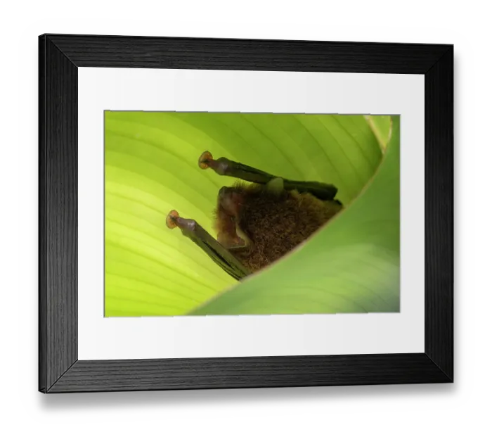 Framed Print : Spix's disk-winged bat (Thyroptera tricolor) roosting within a plantation banana leaf, within a flight cage, Smithsonian Bat Lab, Smithsonian Tropical Research Institiute, Gamboa Framed Print : Spix's disk-winged bat (Thyroptera tricolor) roosting within a plantation banana leaf, within a flight cage, Smithsonian Bat Lab, Smithsonian Tropical Research Institiute, Gamboa