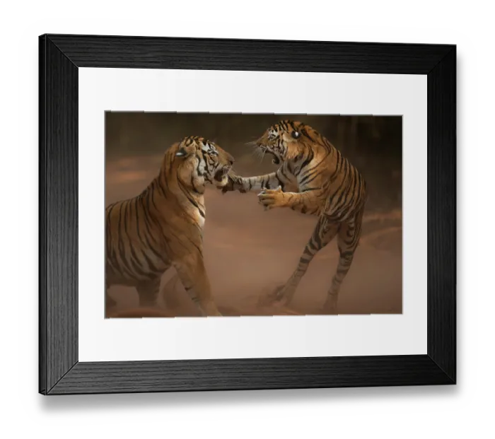 Framed Print : Bengal tiger (Panthera tigris tigris) female juvenile, displaying aggressive behaviour towards its father, Bandhavgarh National Park, India. Endangered Framed Print : Bengal tiger (Panthera tigris tigris) female juvenile, displaying aggressive behaviour towards its father, Bandhavgarh National Park, India. Endangered