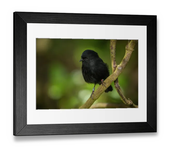 Framed Print : Black robin (Petroica traversi) perched on branch, almost all birds of the species are colour banded or ringed for monitoring, Rangatira Island, Chatham Islands, New Zealand Framed Print : Black robin (Petroica traversi) perched on branch, almost all birds of the species are colour banded or ringed for monitoring, Rangatira Island, Chatham Islands, New Zealand