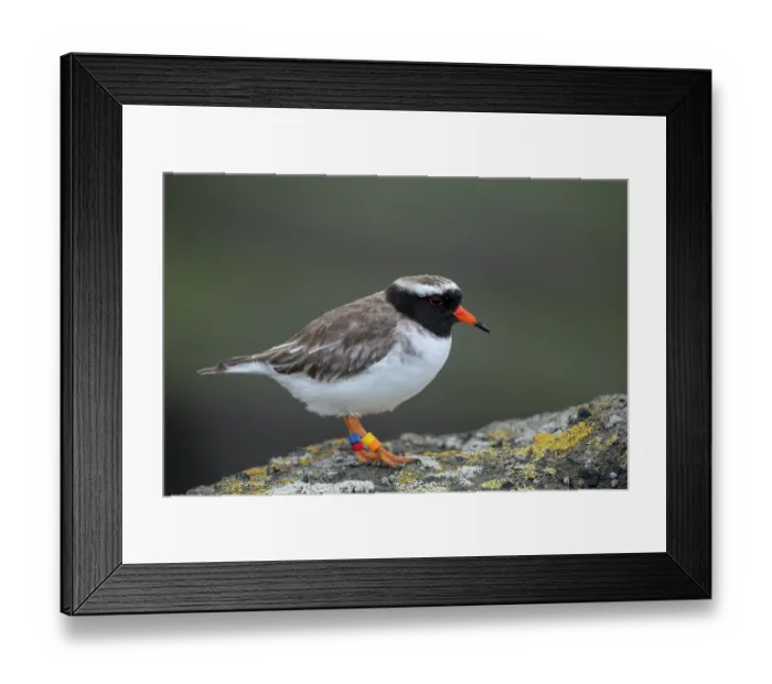 Framed Print : Shore plover (Thinornis novaeseelandiae) male, perched on rock, banded for conservation monitoring, Rangatira Island, Chatham Islands, New Zealand. Endangered Framed Print : Shore plover (Thinornis novaeseelandiae) male, perched on rock, banded for conservation monitoring, Rangatira Island, Chatham Islands, New Zealand. Endangered