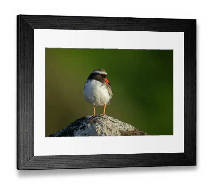 Framed Print : Shore plover (Thinornis novaeseelandiae) male, perched on a rock, Rangatira Island, Chatham Islands, New Zealand. Endangered