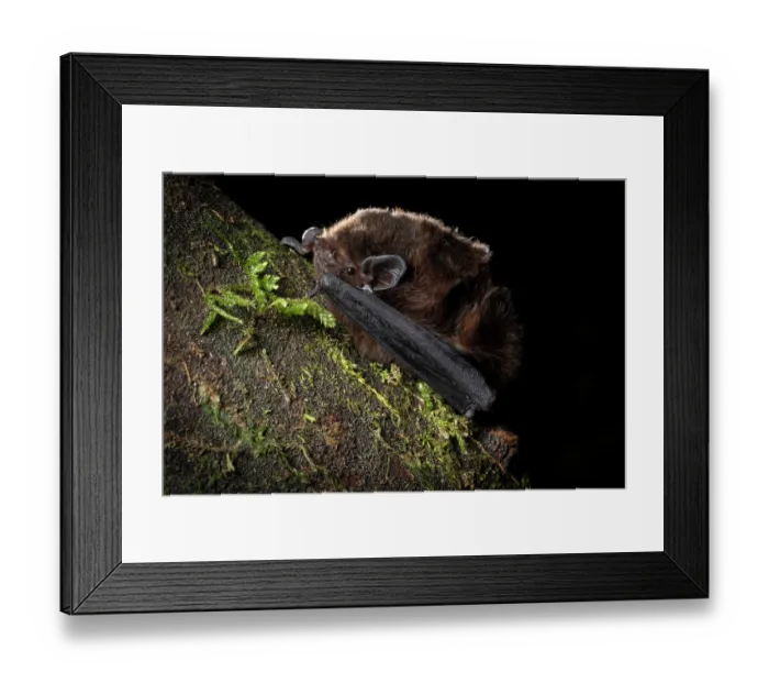 Framed Print : Long-tailed bat (Chalinolobus tuberculatus) male, resting on log, captured in a harp trap during bat conservation fieldwork, Whirinaki Forest Park, North Island, New Zealand Framed Print : Long-tailed bat (Chalinolobus tuberculatus) male, resting on log, captured in a harp trap during bat conservation fieldwork, Whirinaki Forest Park, North Island, New Zealand
