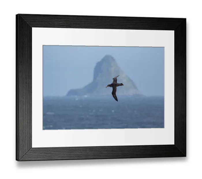 Framed Print : Northern giant petrel (Macronectes halli) in flight with The Pyramid island in distance, Rangatira Island, Chatham Islands, New Zealand Framed Print : Northern giant petrel (Macronectes halli) in flight with The Pyramid island in distance, Rangatira Island, Chatham Islands, New Zealand