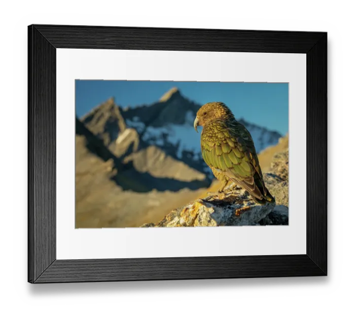 Framed Print : Kea (Nestor notabilis) male, perched on mountainside with a small glacier in the background on Fog Peak, Southern Alps, South Island, New Zealand. Endangered Framed Print : Kea (Nestor notabilis) male, perched on mountainside with a small glacier in the background on Fog Peak, Southern Alps, South Island, New Zealand. Endangered