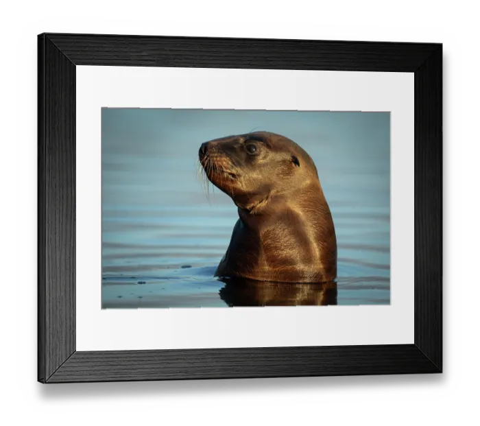 Framed Print : New Zealand sea lion (Phocarctos hookeri) pup in shallows of an estuary, Catlins, South Island, New Zealand. Endangered Framed Print : New Zealand sea lion (Phocarctos hookeri) pup in shallows of an estuary, Catlins, South Island, New Zealand. Endangered