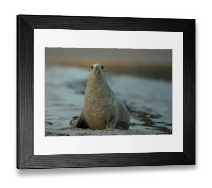 Framed Print : New Zealand sea lion (Phocarctos hookeri) female, resting on beach after rolling in sand, Catlins, South Island, New Zealand. Endangered Framed Print : New Zealand sea lion (Phocarctos hookeri) female, resting on beach after rolling in sand, Catlins, South Island, New Zealand. Endangered
