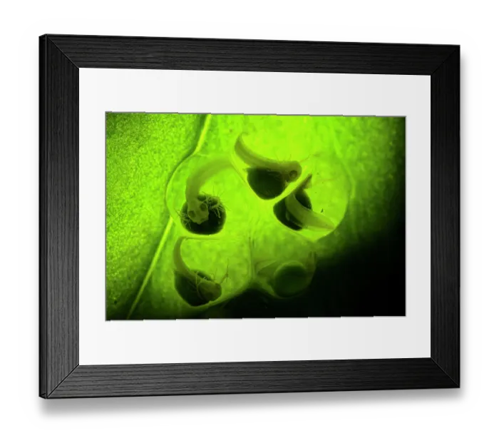 Framed Print : Lemur leaf frog (Agalychnis lemur) eggs with developing embryos inside. The still developing tadpoles have external gills, visible as tiny branches on the side of the heads Framed Print : Lemur leaf frog (Agalychnis lemur) eggs with developing embryos inside. The still developing tadpoles have external gills, visible as tiny branches on the side of the heads