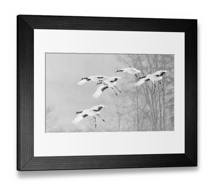 Framed Print : Red-crowned crane (Grus japonicus) flock in flight in falling snow, Hokkaido, Japan. February Framed Print : Red-crowned crane (Grus japonicus) flock in flight in falling snow, Hokkaido, Japan. February