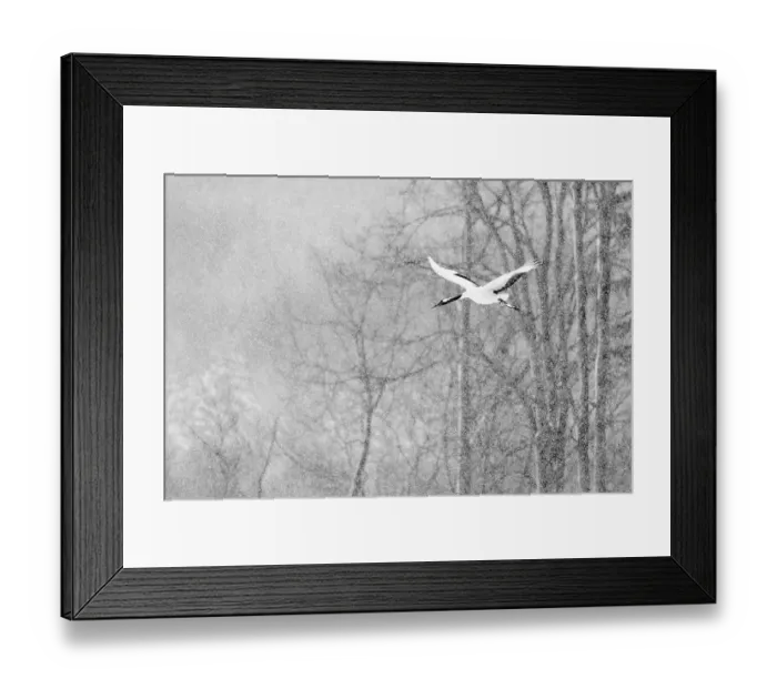 Framed Print : Red-crowned crane (Grus japonicus) in flight in falling snow, Hokkaido Japan. February Framed Print : Red-crowned crane (Grus japonicus) in flight in falling snow, Hokkaido Japan. February
