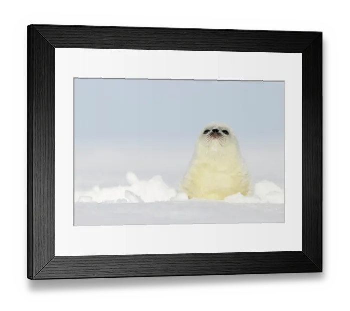 Framed Print : Ringed seal (Pusa hispida) pup, resting on ice, Svalbard, Norway. April Framed Print : Ringed seal (Pusa hispida) pup, resting on ice, Svalbard, Norway. April