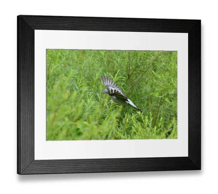 Framed Print : Woodpigeon (Columba palumbus) flying to nest in willow thicket whilst carrying twig for nesting material, Roxburghshire, Scottish Borders, Scotland, UK, July Framed Print : Woodpigeon (Columba palumbus) flying to nest in willow thicket whilst carrying twig for nesting material, Roxburghshire, Scottish Borders, Scotland, UK, July
