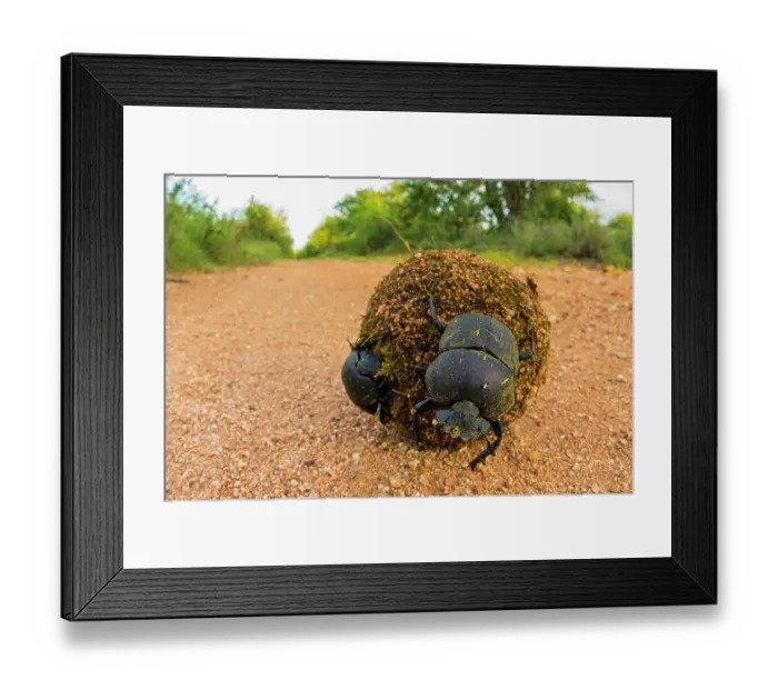 Framed Print : Kheper dung beetles (Kheper sp.) rolling a big ball of dung in search of a suitable place to bury it and lay eggs inside, South Africa Framed Print : Kheper dung beetles (Kheper sp.) rolling a big ball of dung in search of a suitable place to bury it and lay eggs inside, South Africa