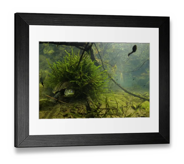 Framed Print : European pond terrapin (Emys orbicularis galloitalica) female, hiding among Water mosses (Fontinalis sp.) on stream bed, with Common toad (Bufo bufo) tadpole swimming by, Viterbo Framed Print : European pond terrapin (Emys orbicularis galloitalica) female, hiding among Water mosses (Fontinalis sp.) on stream bed, with Common toad (Bufo bufo) tadpole swimming by, Viterbo