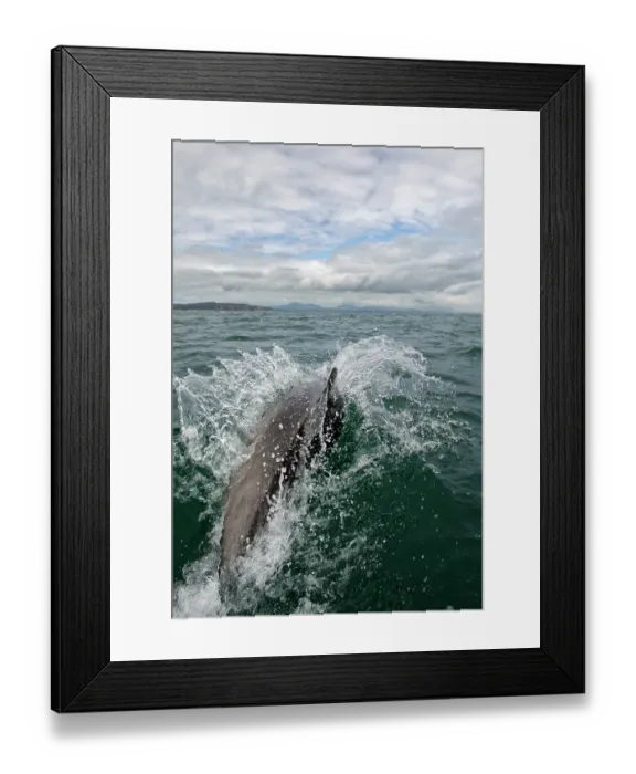 Framed Print : Bottlenose dolphin (Tursiops truncatus) surfacing with Llyn Peninsula behind, Abersoch, Gwynedd, Cardigan Bay, May Framed Print : Bottlenose dolphin (Tursiops truncatus) surfacing with Llyn Peninsula behind, Abersoch, Gwynedd, Cardigan Bay, May