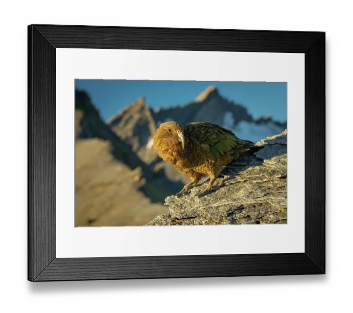 Framed Print : Kea (Nestor notabilis) male, perched on mountainside with a small glacier in the background on Fog Peak, Southern Alps, South Island, New Zealand. Endangered Framed Print : Kea (Nestor notabilis) male, perched on mountainside with a small glacier in the background on Fog Peak, Southern Alps, South Island, New Zealand. Endangered