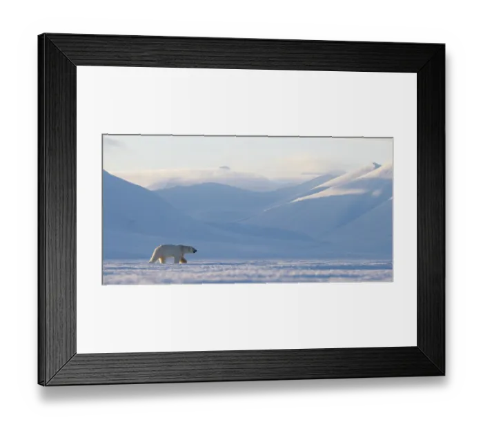 Framed Print : Polar bear (Ursus maritimus) male, walking across snow covered landscape with mountains in background, Svalbard, Norway. April Framed Print : Polar bear (Ursus maritimus) male, walking across snow covered landscape with mountains in background, Svalbard, Norway. April