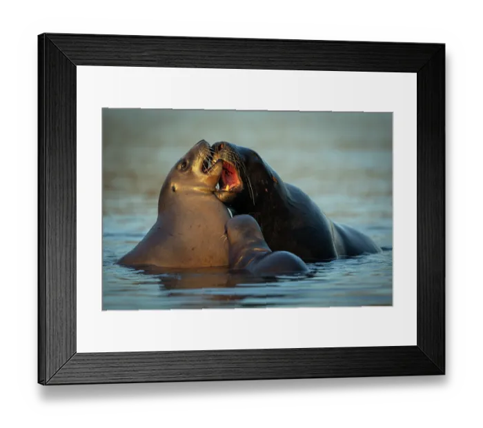 Framed Print : Two New Zealand sea lions (Phocarctos hookeri) sub-adult male courting female with pup close by, in shallows of an estuary, Catlins, South Island, New Zealand. Endangered