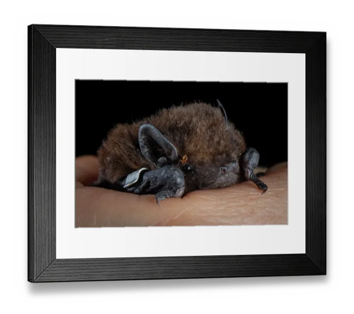 Framed Print : Long-tailed bat (Chalinolobus tuberculatus) male, resting in palm of a hand, captured in a harp trap and banded on forearm during bat conservation fieldwork Framed Print : Long-tailed bat (Chalinolobus tuberculatus) male, resting in palm of a hand, captured in a harp trap and banded on forearm during bat conservation fieldwork