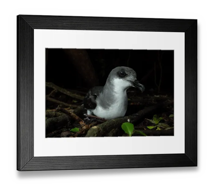 Framed Print : Chatham petrel (Pterodroma axillaris) resting on the surface next to burrow in the forest, Rangatira Island, Chatham Islands, New Zealand Framed Print : Chatham petrel (Pterodroma axillaris) resting on the surface next to burrow in the forest, Rangatira Island, Chatham Islands, New Zealand