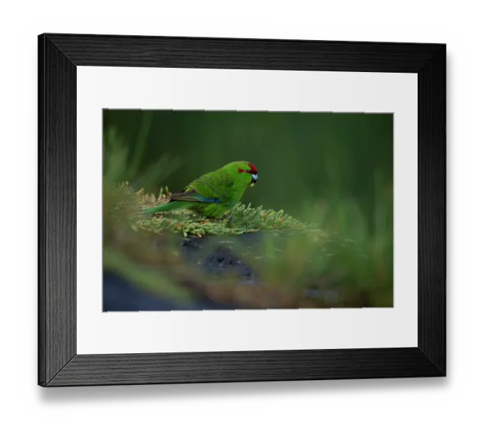 Framed Print : Red-crowned parakeet (Cyanoramphus novaezelandiae chathamensis) perched in tree feeding, Rangatira Island, Chatham Islands, New Zealand Framed Print : Red-crowned parakeet (Cyanoramphus novaezelandiae chathamensis) perched in tree feeding, Rangatira Island, Chatham Islands, New Zealand