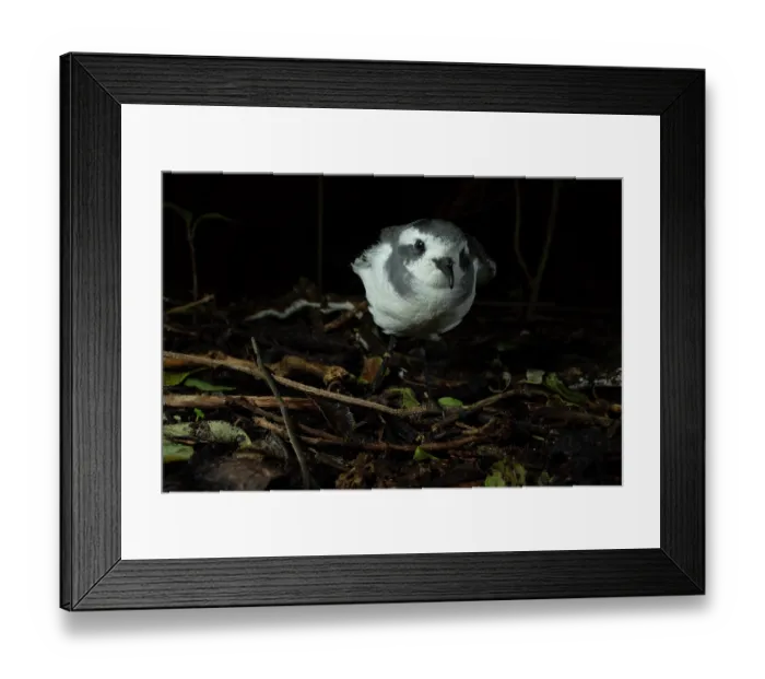 Framed Print : New Zealand white-faced storm petrel (Pelagodroma marina maoriana) fledgling, standing on the ground in forest, Rangatira Island, Chatham Islands, New Zealand Framed Print : New Zealand white-faced storm petrel (Pelagodroma marina maoriana) fledgling, standing on the ground in forest, Rangatira Island, Chatham Islands, New Zealand