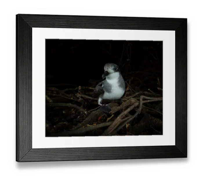 Framed Print : Chatham petrel (Pterodroma axillaris) resting on the surface next to burrow in the forest, Rangatira Island, Chatham Islands, New Zealand