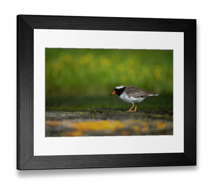 Framed Print : Shore plover (Thinornis novaeseelandiae) female, standing on rocky shoreline with lichen in the foreground, Rangatira Island, Chatham Islands, New Zealand. Endangered Framed Print : Shore plover (Thinornis novaeseelandiae) female, standing on rocky shoreline with lichen in the foreground, Rangatira Island, Chatham Islands, New Zealand. Endangered