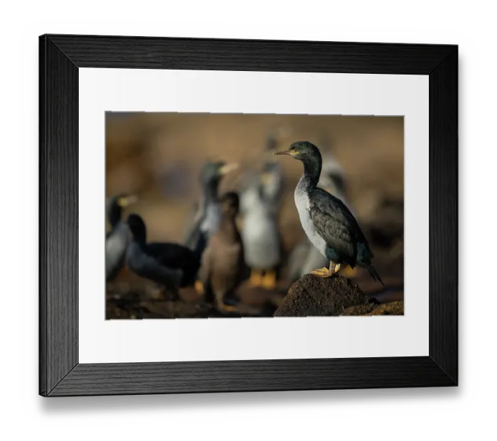 Framed Print : Pitt shags (Phalacrocorax featherstoni) roosting on rocky ledge, Rangatira Island, Chatham Islands, New Zealand. Endangered