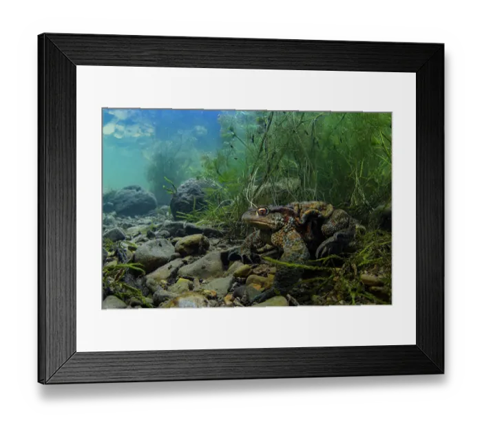Framed Print : Common toad (Bufo bufo) male, resting on riverbed during breeding period, Viterbo, Italy