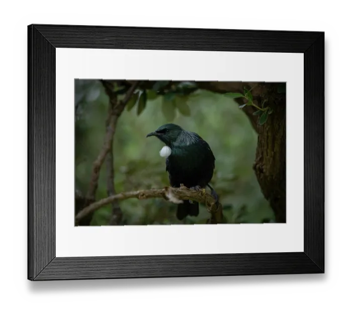 Framed Print : Tui (Prosthemadera novaeseelandiae chathamensis) perched on branch, Rangatira Island, Chatham Islands, New Zealand Framed Print : Tui (Prosthemadera novaeseelandiae chathamensis) perched on branch, Rangatira Island, Chatham Islands, New Zealand