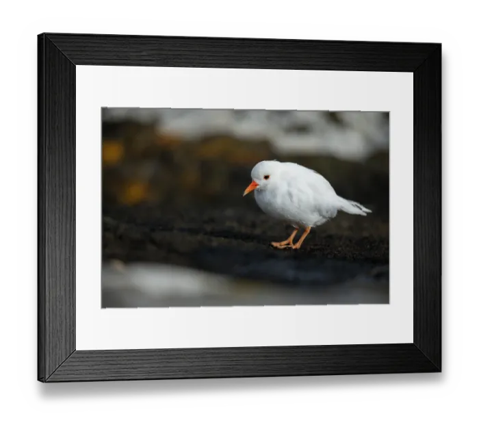Framed Print : Shore plover (Thinornis novaeseelandiae) leucistic male, standing on rocky shoreline, Rangatira Island, Chatham Islands, New Zealand. Endangered Framed Print : Shore plover (Thinornis novaeseelandiae) leucistic male, standing on rocky shoreline, Rangatira Island, Chatham Islands, New Zealand. Endangered