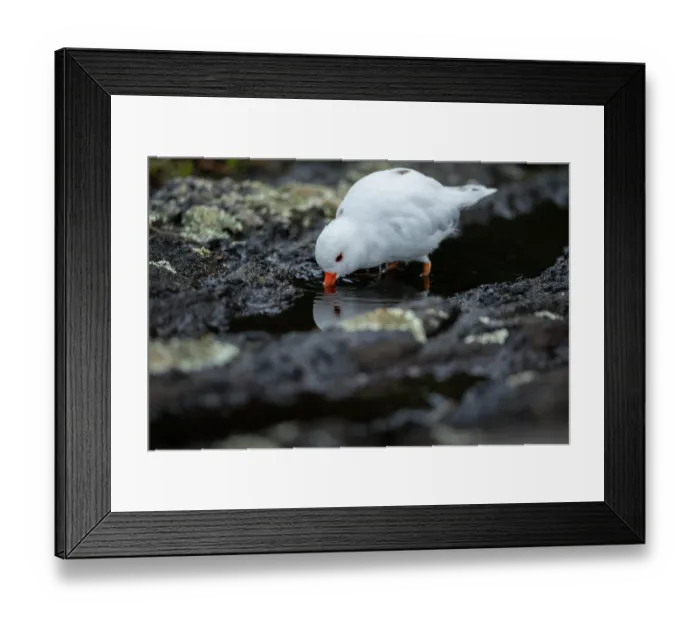 Framed Print : Shore plover (Thinornis novaeseelandiae) leucistic male, feeding in a rockpool on a rocky shoreline, Rangatira Island, Chatham Islands, New Zealand. Endangered Framed Print : Shore plover (Thinornis novaeseelandiae) leucistic male, feeding in a rockpool on a rocky shoreline, Rangatira Island, Chatham Islands, New Zealand. Endangered