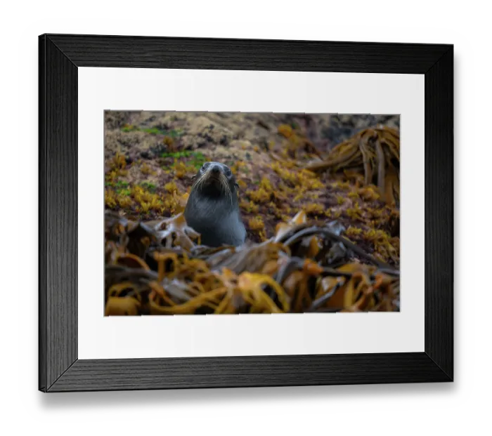 Framed Print : New Zealand fur seal (Arctocephalus forsteri) emerging from the ocean behind Kelp, Rangatira Island, Chatham Islands, New Zealand, Pacific Ocean Framed Print : New Zealand fur seal (Arctocephalus forsteri) emerging from the ocean behind Kelp, Rangatira Island, Chatham Islands, New Zealand, Pacific Ocean