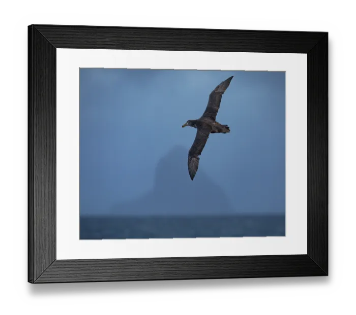 Framed Print : Northern giant petrel (Macronectes halli) in flight with The Pyramid island in distance, Rangatira Island, Chatham Islands, New Zealand Framed Print : Northern giant petrel (Macronectes halli) in flight with The Pyramid island in distance, Rangatira Island, Chatham Islands, New Zealand