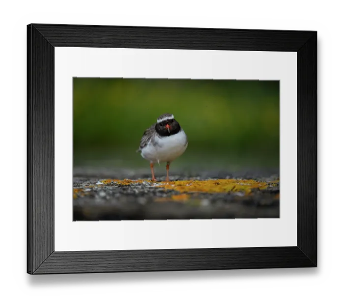 Framed Print : Shore plover (Thinornis novaeseelandiae) female, standing on rocky shoreline with lichen in the foreground, surrounded by cloud of small flies, Rangatira Island, Chatham Islands Framed Print : Shore plover (Thinornis novaeseelandiae) female, standing on rocky shoreline with lichen in the foreground, surrounded by cloud of small flies, Rangatira Island, Chatham Islands