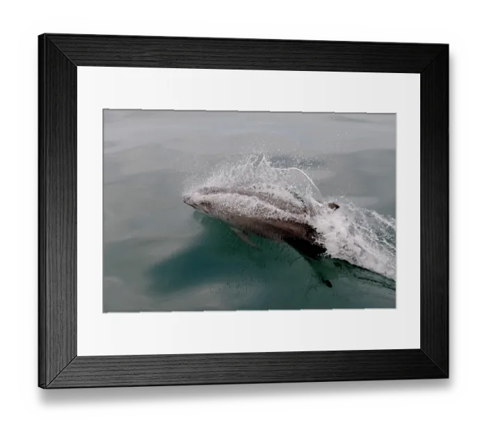Framed Print : Bottlenose dolphin (Tursiops truncatus) surfacing, Cardigan Bay, Wales, Irish Sea, May Framed Print : Bottlenose dolphin (Tursiops truncatus) surfacing, Cardigan Bay, Wales, Irish Sea, May