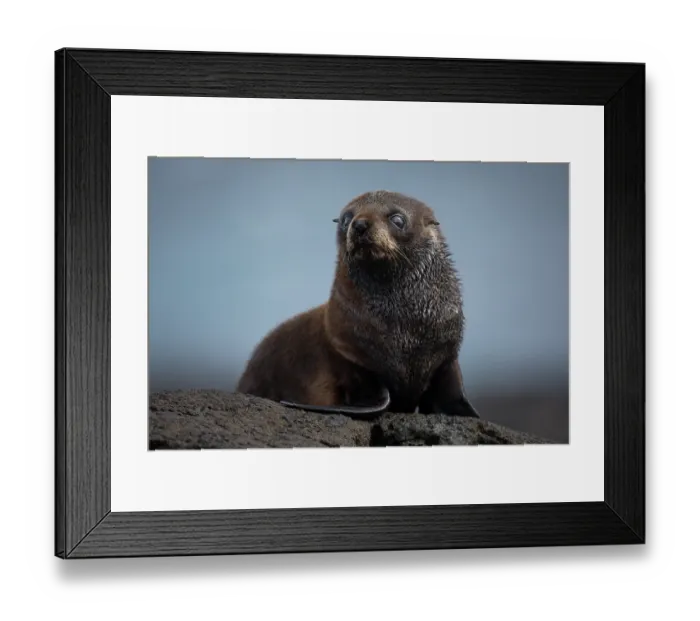 Framed Print : New Zealand fur seal (Arctocephalus forsteri) pup, resting on rocky shore, Rangatira Island, Chatham Islands, New Zealand Framed Print : New Zealand fur seal (Arctocephalus forsteri) pup, resting on rocky shore, Rangatira Island, Chatham Islands, New Zealand