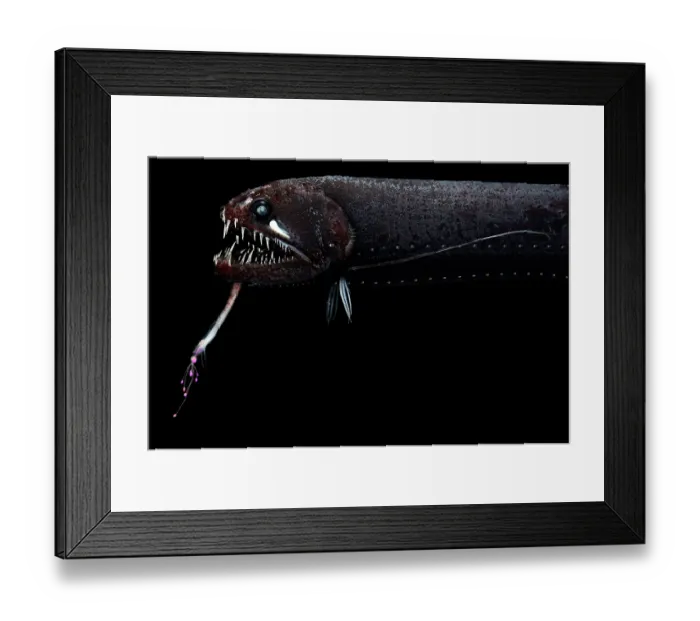 Framed Print : Threadfin dragonfish (Echiostoma barbatum) portrait Framed Print : Threadfin dragonfish (Echiostoma barbatum) portrait